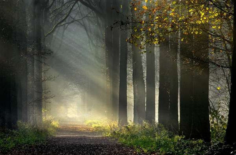 May include: A misty forest path with tall trees lining the sides. Sunlight streams through the trees, creating a bright, ethereal glow.