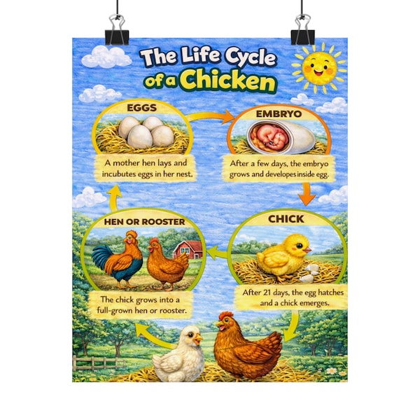 Life Cycle of a Chicken Matte Poster | Educational Wall Art