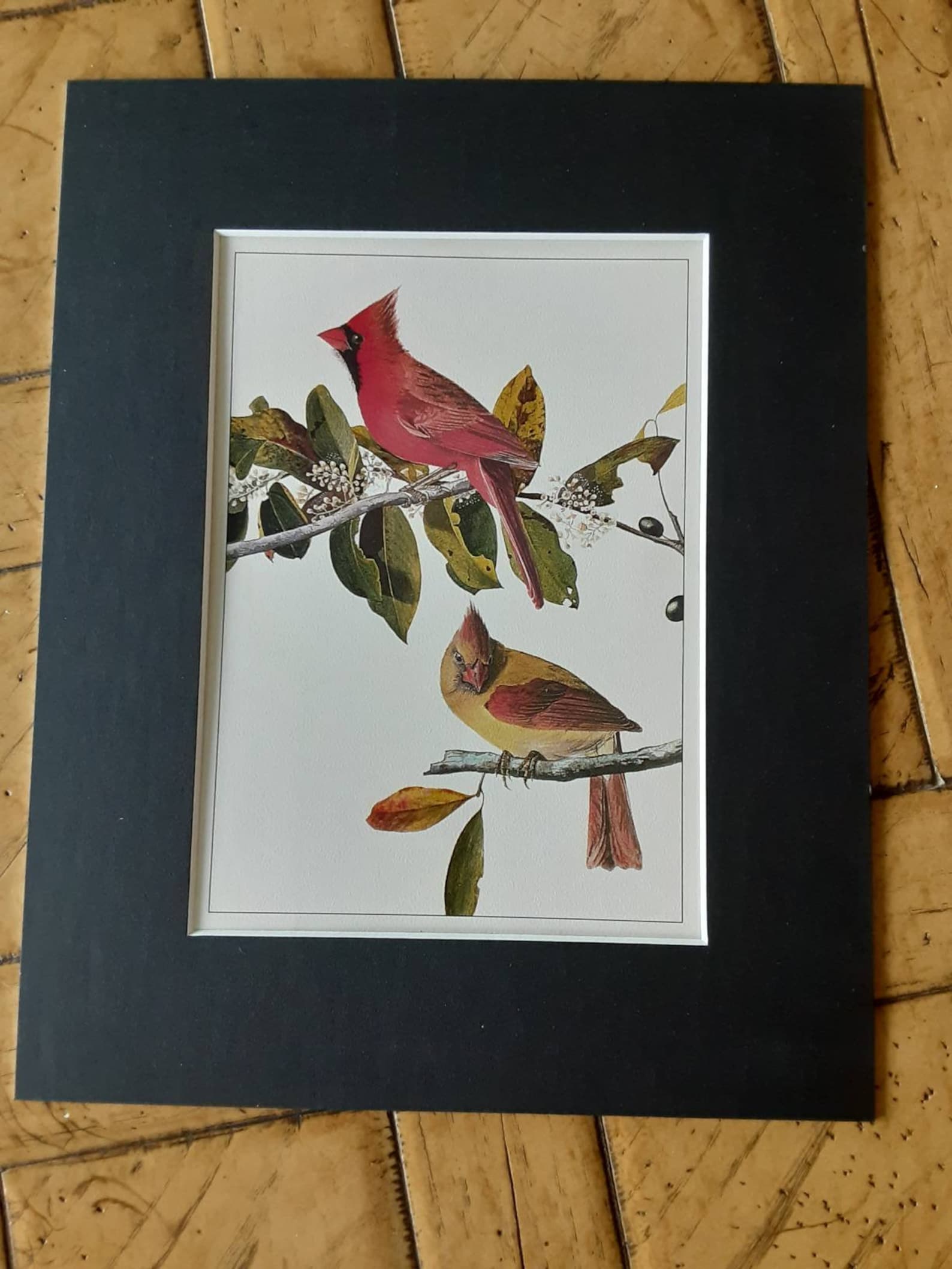 Vintage Audubon Reproduction Lithograph Cardinal Bird Print Etsy