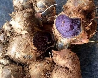 Rizoma de jengibre morado de calidad para plantar, 350 g - 10 kg / Jengibre negro - Kaempferia parviflora