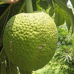 May include: A close-up of a green breadfruit, a large, round fruit with a textured surface. The fruit is attached to a green stem and surrounded by green leaves. The background is blurred, suggesting a natural outdoor setting.