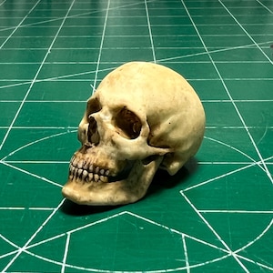 May include: A realistic human skull replica featuring an off-white, aged bone finish with detailed textures, visible teeth, and deep eye sockets. The skull is positioned at a three-quarter angle, showcasing the cranial structure and jawline.