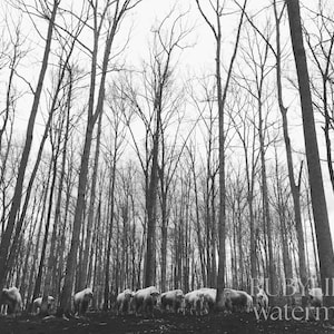 White Buffalo at Pasture - Black & White | Art Print