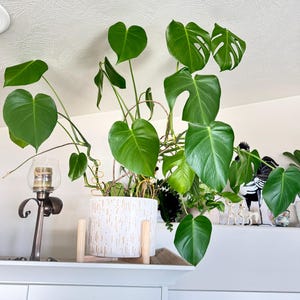 Monstera erde - Etsy.de