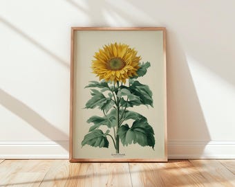 Sunflower Print | Vintage Botanical Wall Art | Garden Decor | Nature Illustration