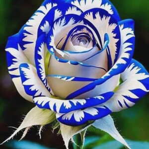 Miniature Rose Seeds – Compact Flower Plants for Pots and Small Spaces