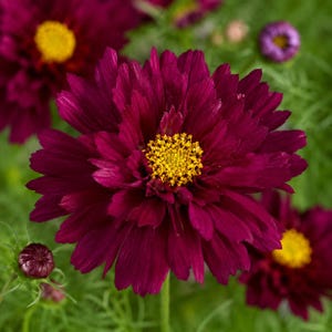 Double Click Cranberries Cosmos Seeds, 200+ Burgundy Double Flower Seeds, Garden, Cut Flower & Pollinator Seeds