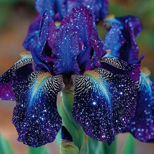 May include: Close-up of a vibrant iris flower with deep blue and purple petals speckled with white dots, resembling a starry night sky. The flower has intricate patterns and a gradient of colors.