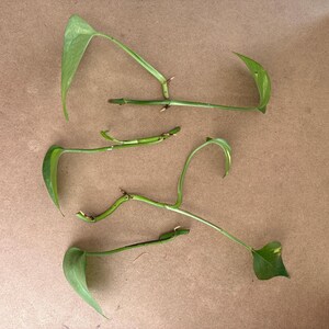 Puede incluir: Vista aérea de varios esquejes de plantas de pothos verdes con hojas. Los esquejes están dispuestos sobre una superficie marrón. Las hojas tienen un color verde claro con algunas variegaciones amarillas.