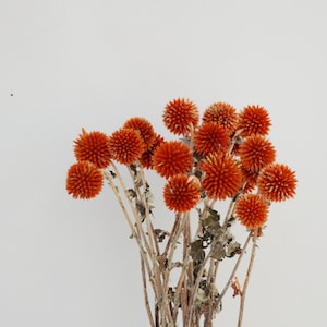 May include: A bouquet of dried orange globe thistle flowers against a white background. The flowers have a spiky, spherical shape and are clustered together on thin, brown stems. The overall aesthetic is natural and rustic.