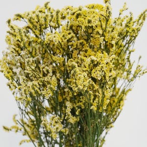 以下が含まれることがあります： 細く枝分かれした緑色の茎に、淡い黄色の小さな花が密集して咲く、乾燥したスターチスの花束。クリーム色から鮮やかなレモンイエローまで、さまざまな黄色い色合いが混ざり合っており、全体的にボリューム感のある構成となっています。