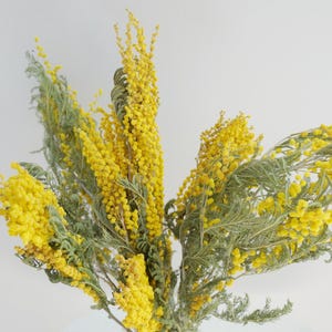 Gedroogde acaciabloemen – gele lenteboeketten, decoratie voor thuis bruiloft