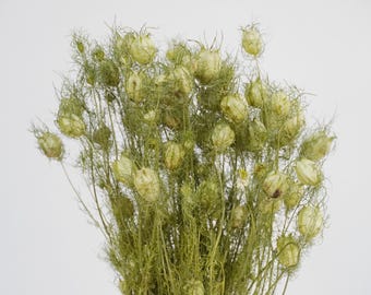 Droogbloemen, Ranunculaceae-familie, groen, woondecoratie