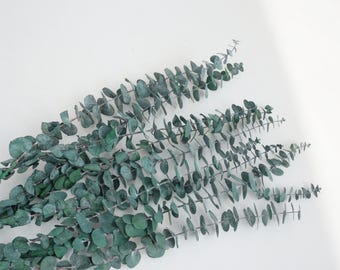 Eucalipto preservado, eucalipto verde. Decoração de flores secas.