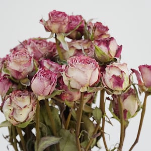 Torkade rosa rosor, naturligt ljus elegant heminredning, buketttillverkning