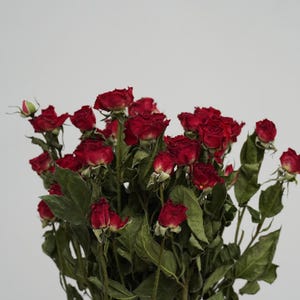 Könnte beinhalten: Ein Strauß getrockneter roter Rosen mit zahlreichen kleinen, tiefkarmesinroten Blütenköpfen mit leicht gewellten, dunklen Blütenblättern. Die Stiele sind lang und dünn, begleitet von zahlreichen getrockneten, mattgrünen Blättern.