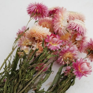 Puede incluir: Un ramo de siemprevivas secas con múltiples flores en tonos rosa vibrante, melocotón suave y blanco crema. Las flores están unidas a tallos verdes largos y delgados con hojas secas y rizadas que se extienden desde la base de los tallos.