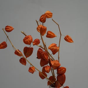 Dried Chinese Lanterns - Etsy
