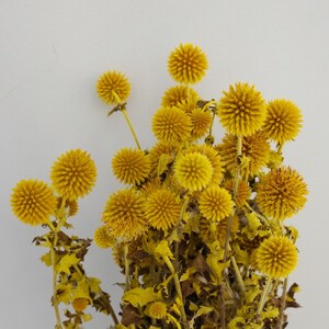 May include: A cluster of dried yellow globe thistle flowers against a white background. The flowers have a spiky, spherical shape and are clustered together. The stems and leaves are a mix of yellow and brown.