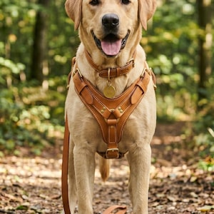 May include: A golden Labrador Retriever wearing a brown leather harness and collar, standing on a leaf-covered path in a forest. The dog has a happy expression, with its tongue slightly out. A matching leash is attached to the harness.