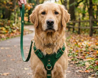 Grün Vollnarbenleder Hundegeschirr Leinen Set, Messing ID Tag, verstellbare No-Pull Weste