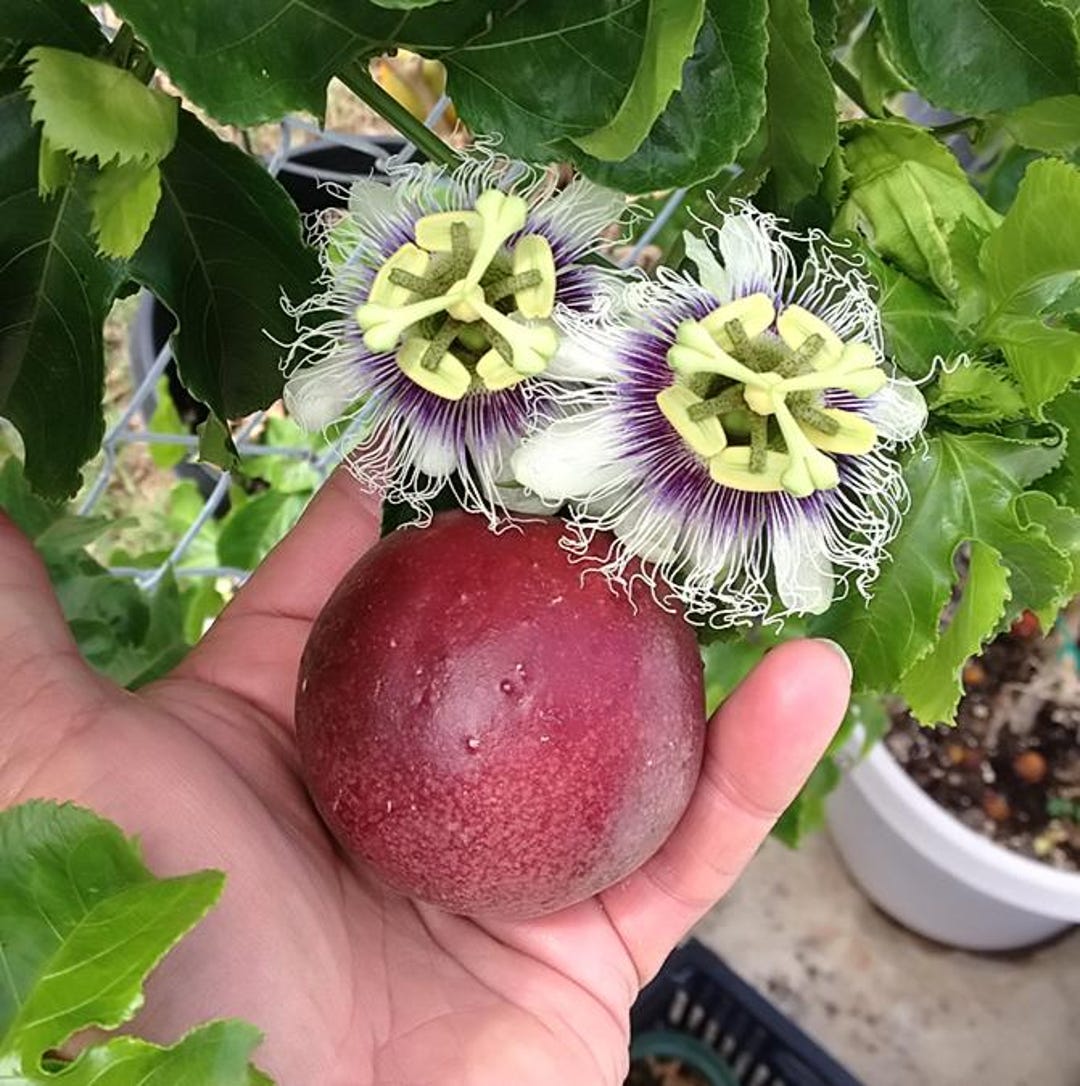 Red Rover Passion Fruitnull