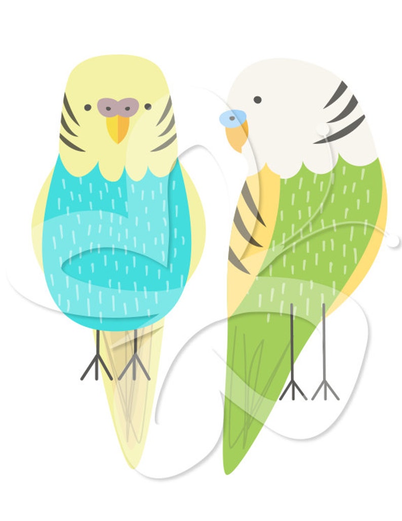 Budgie Digital Clip Art Clipart Set personales y uso comercial imagen 2