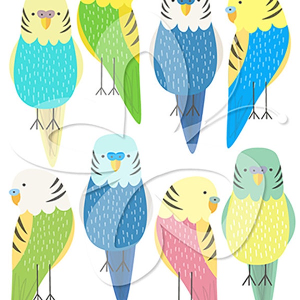 Budgie Digital Clip Art Clipart Set- Personal and Commercial Use