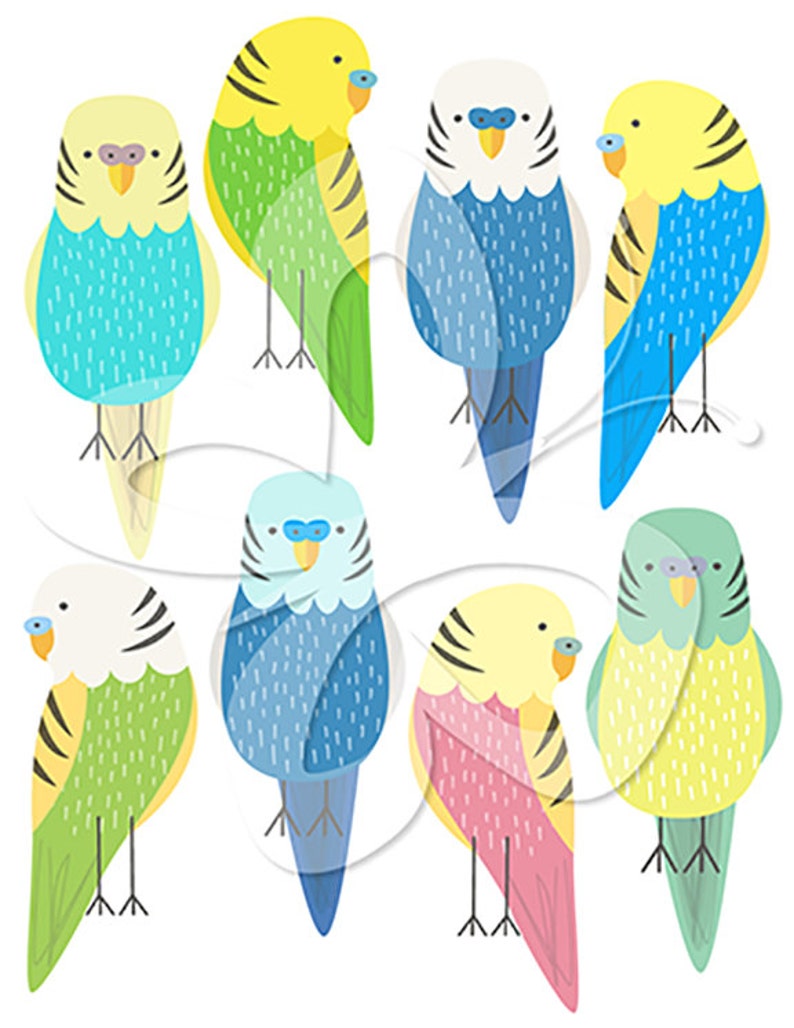 Budgie Digital Clip Art Clipart Set personales y uso comercial imagen 1