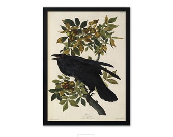 Raven by John James Audubon - antique illustration, framed fine art print, botanical art, home decor