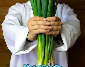 Giant Japanese Red Beard Bunching Onion Seeds | Non-GMO Green Easy to Grow Vegetable Garden