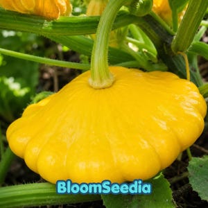 Semillas de calabaza amarilla vieira / Calabaza Patty Pan de verano (variedad tradicional) / Hortaliza no transgénica fácil de cultivar
