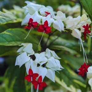 Clerodendrum Thomsonae Seeds | Bleeding Heart Vine, Red White Tropical Climber