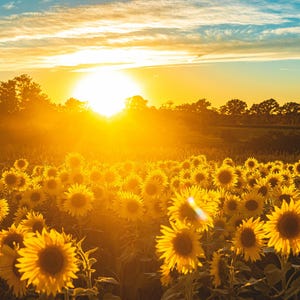 Peut inclure: Un champ de tournesols baigné par la lumière dorée du soleil couchant. Les pétales jaunes vifs des tournesols contrastent avec le feuillage vert foncé et les teintes chaudes du ciel. Le soleil est un orbe brillant au centre.