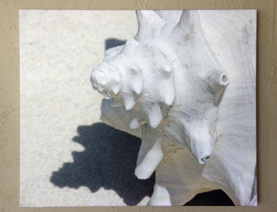 Conch Seashell Canvas Print 24' x 20"