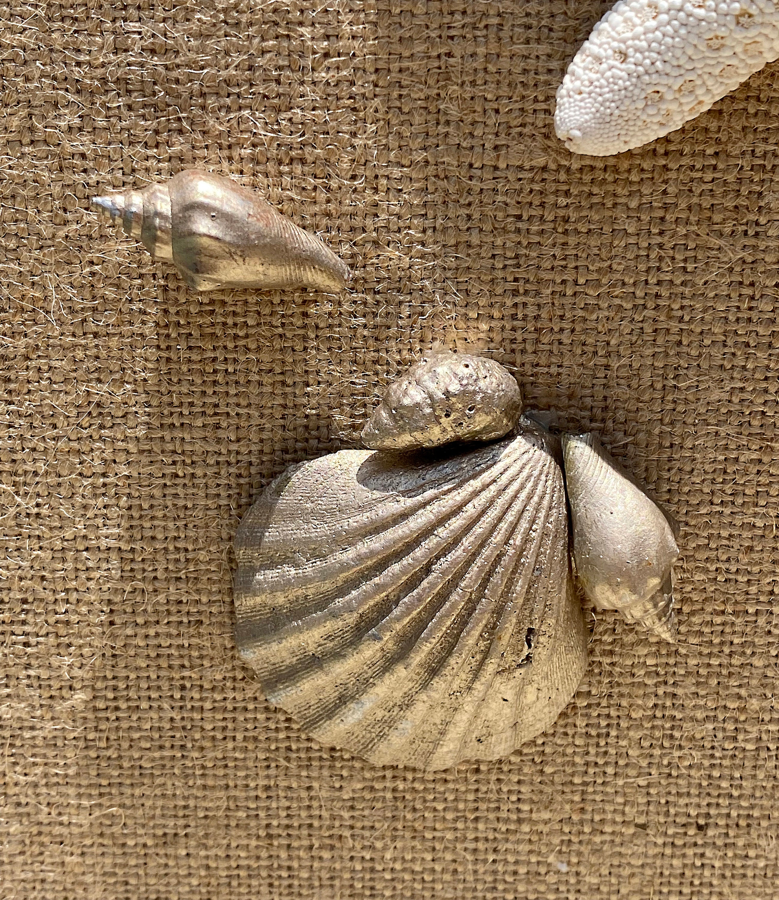 Seashell Wall Art for Coastal Home Decor - Etsy