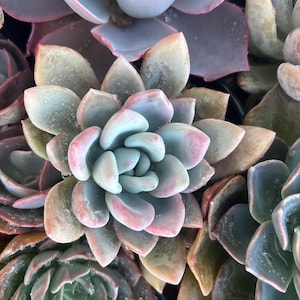 May include: A white ceramic mug with a black handle and the text "But First, Coffee" in a bold, black font. The mug is set against a blurred background, suggesting a cozy setting.