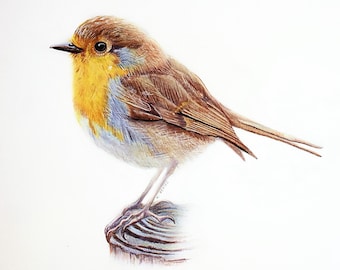 Robin Print Art of the original drawing with colored pencils