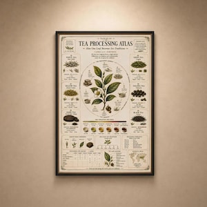 May include: A framed educational poster titled Tea Processing Atlas, featuring a central Camellia sinensis plant illustration surrounded by diagrams, text, and small images detailing the production methods for white, green, yellow, oolong, black, and dark tea.