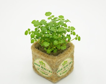 BUY 2 GET 1 FREE! Live Watercress Seedling, Hydroponic Culinary Herb Starter Plant, Indoor Outdoor Garden
