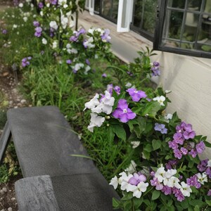Könnte beinhalten: Eine Gartenszene mit leuchtenden Blumen in Lila, Weiß und Lavendel. Die Blumen blühen in voller Blüte, mit grünem Laub. Eine dunkelgraue Bank befindet sich im Vordergrund und ein Fenster im Hintergrund.