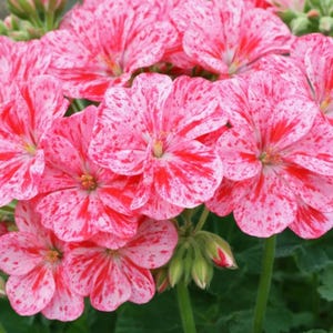 Ruby Majesty Geranium Seeds 100pcs, Fragrant Pelargonium Flower Seeds for Garden Planting