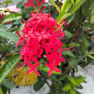May include: Close-up of a vibrant cluster of red Ixora flowers. The flowers have pointed petals and are surrounded by green leaves. The image showcases the natural beauty of the plant.