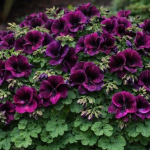 Berry Phantom Geranium Seeds 100pcs, Fragrant Pelargonium Flower Seeds for Garden Planting