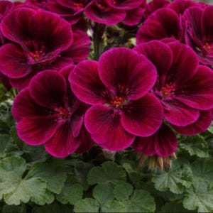 Puede incluir: Primer plano de vibrantes flores de geranio magenta oscuro con centros burdeos profundos y estambres rojos. Los pétalos aterciopelados están dispuestos en racimos, sobre un fondo de hojas verdes texturizadas. Una hermosa exhibición floral.