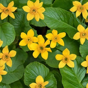 May include: A close-up of vibrant yellow marsh marigold flowers with visible stamens, set against a backdrop of large, deep green leaves. The flowers have multiple petals and are in full bloom, creating a vibrant floral display.