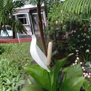 outdoor snake plant Sansevieria Trifasciata Snake Plant - Outdoor Plants