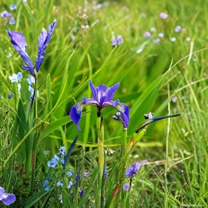 Könnte beinhalten: Nahaufnahme von leuchtend violetten Irisblüten mit weißen und gelben Markierungen, vor dem Hintergrund von grünem Gras und anderen Wildblumen. Das Bild fängt die natürliche Schönheit einer Wiese ein.
