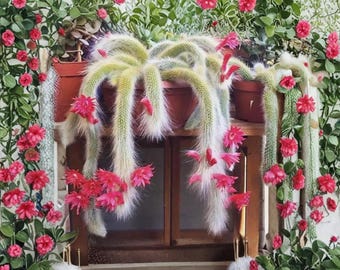 Apstjärtkaktusfrön 10 Cleistocactus Colademononis Sällsynt Kaktusväxt Lättskött Suckulent