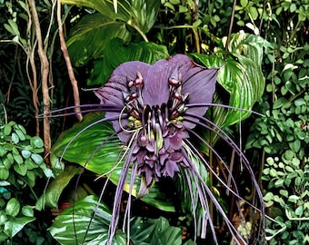 Svart fladdermusblomma 5 frön, Tacca Chantrieri sällsynt tropisk växt, exotisk krukväxt och prydnadsträdgård